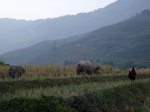 Vietnam (okt. 2009) 580