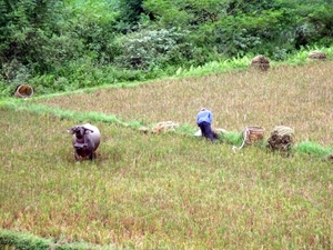 Vietnam (okt. 2009) 618