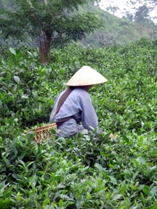 Vietnam (okt. 2009) 620