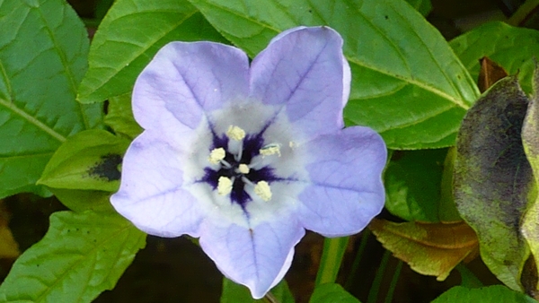 P1010452