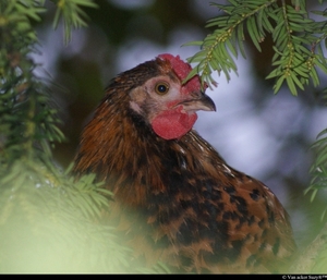 een kip in de boom