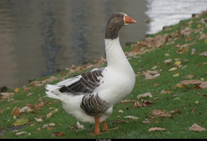 mooie gans