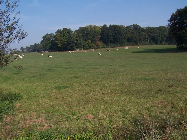 Herfstkleuren in het Hageland 017