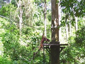Borneo 059