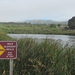 Ano Nuevo - Wild Elephant seals