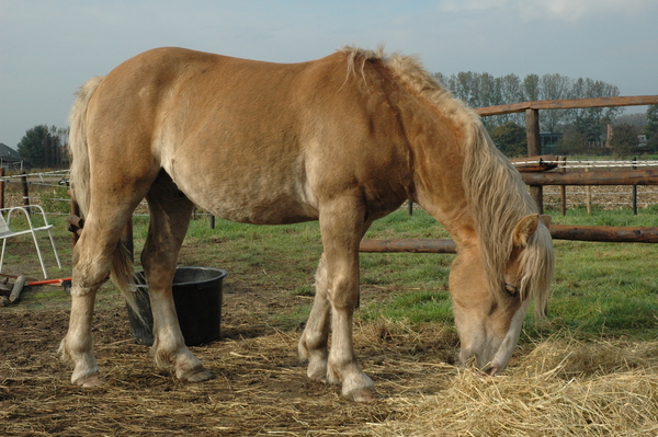 Haflinger paardje