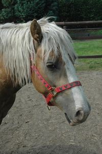 Dante close-up