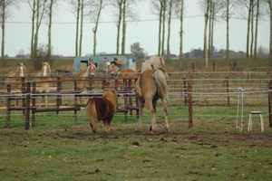 Lode en Dante en concurerende bende