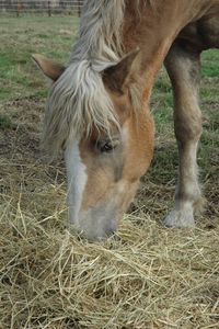 Dante 24 oktober 2009 022