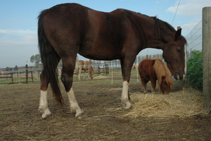 Dante 24 oktober 2009 036