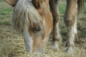 Dante 24 oktober 2009 023