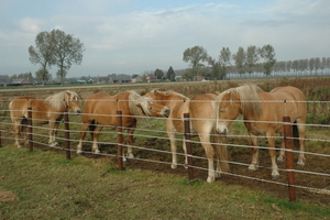 Dante 24 oktober 2009 013