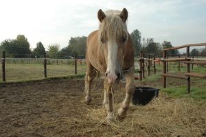 Dante 24 oktober 2009 018