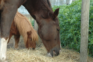 Dante 24 oktober 2009 035