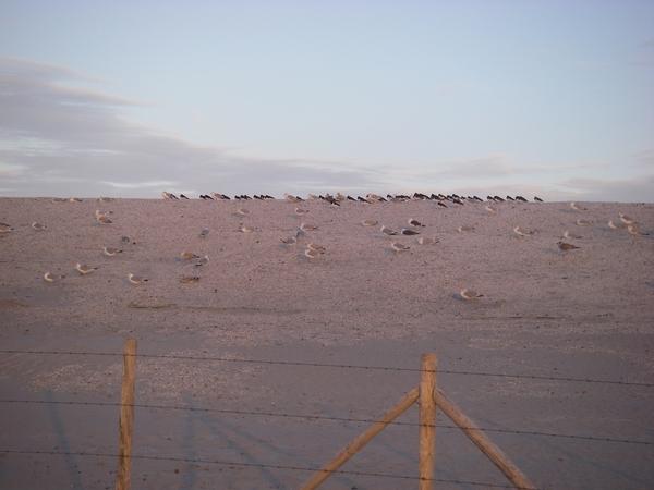 divers-1-10-09 240