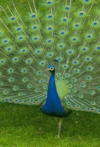 pauw