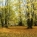 2009 10 herfst 013