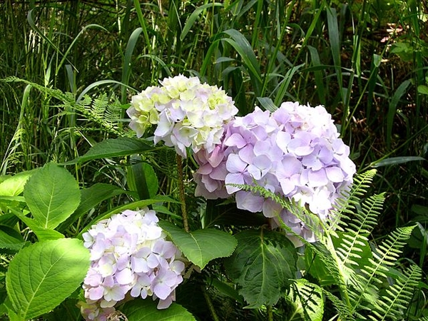 hortensias in 't wild