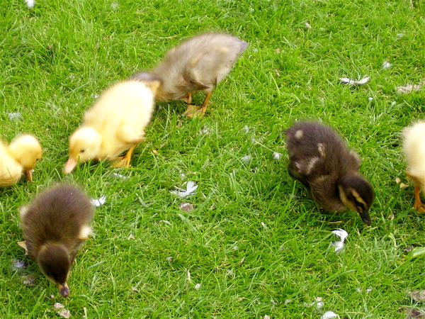 pluizebolletjes aan m'n voeten