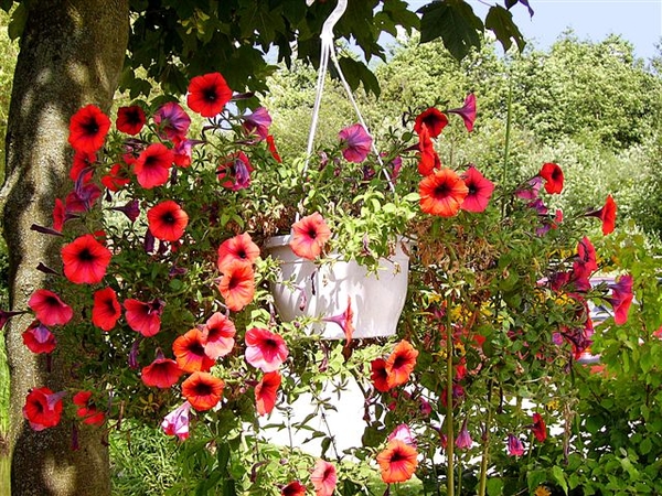 rode-roze schoonheid