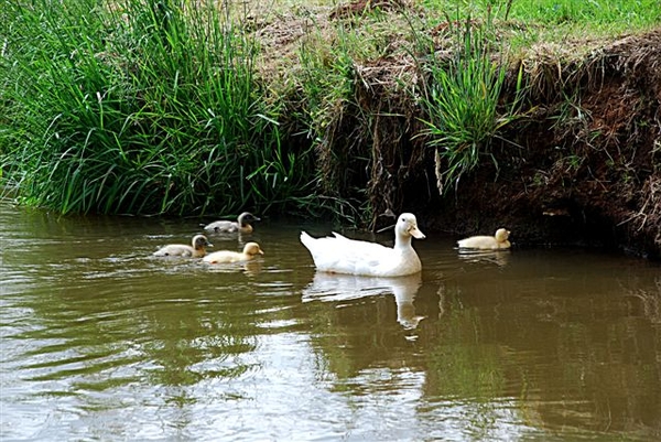 eendjes zwemmen in het water