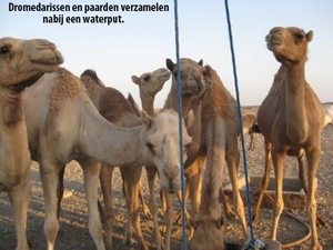 diaMarsaAlam 41