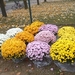bloemen Allerheiligen