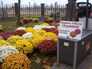 verkoper bloemen en planten