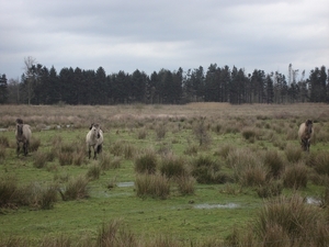 wandeling Kempen Broek, 20 januari 2008 deel 2 028