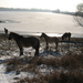 Konik Paarden in de buurt van de Theetuin