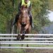 Foto paard2009-10-25_23