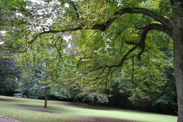 exotische bomen