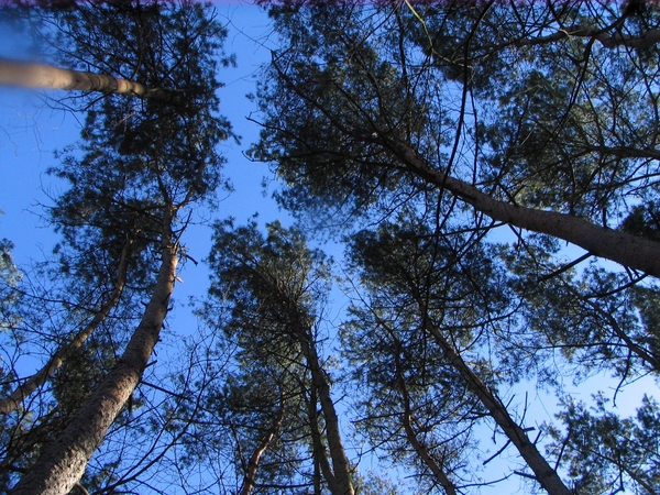 zutendaal hertjes 03 03 08 010