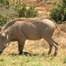 Addo Elephant NP