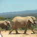 Addo Elephant NP