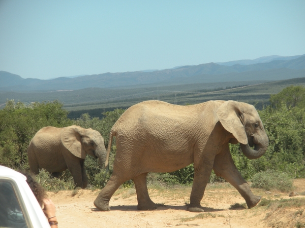Addo Elephant NP