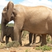 Addo Elephant NP