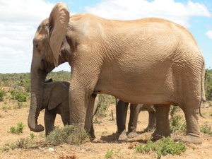 Addo Elephant NP