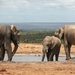 Addo Elephant NP