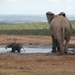 Addo Elephant NP