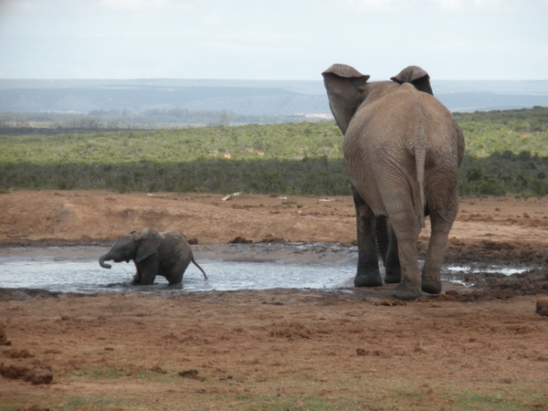 Addo Elephant NP