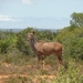 Addo Elephant NP