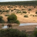 Addo Elephant NP