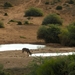 Addo Elephant NP