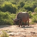 Addo Elephant NP