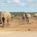 Addo Elephant NP