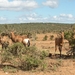 Addo Elephant NP