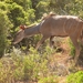 Addo Elephant NP