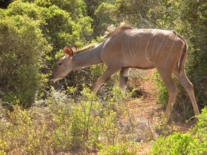 Addo Elephant NP