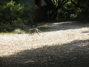 Tsitsikamma NP